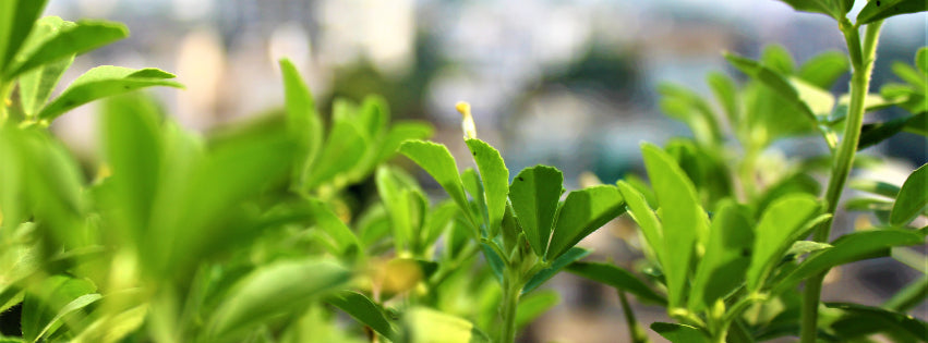 Fenugreek - A Miraculous Herb with Impressive Health Benefits