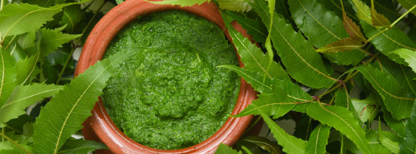 Neem For Immune Support and Skin Health